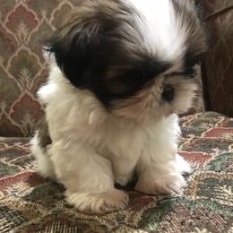 Shih Tzu Puppies from Willow Lane Shih Tzus