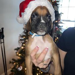 Boxer Puppies from Reynolds Homestead Boxers