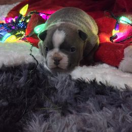 Boston Terrier Puppies from Aronow pups