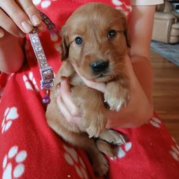 Purple - Dark golden female Golden Retriever puppy in Lanesboro, Minnesota from Eagle Ridge Golden Retrievers