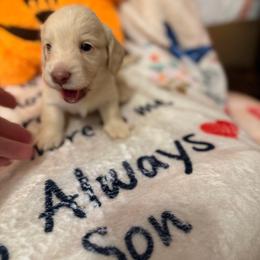 Bono - Cream male Dachshund puppy in Tacoma, Washington from Tiny Dancer Dachshunds