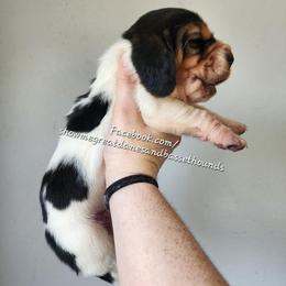 Walrus - Black white and brown male Basset Hound puppy in Alton, Illinois from Show Me Great Danes and Basset Hounds