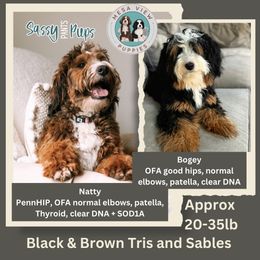 Bernedoodle puppies from Sassy Pants Pups
