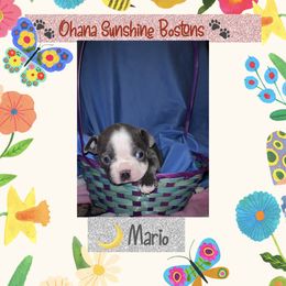 Boston Terrier Puppies from Ohana Sunshine Bostons