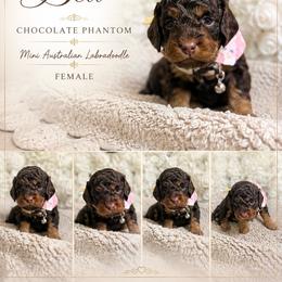 Bell - Chocolate female Australian Labradoodle puppy in Taylor, Michigan from Mi Best Doodle Ever, LLC