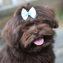 French Bulldog and Russian Tsvetnaya Bolonka Puppies from Must Be Frenchies & Crown Of Curls