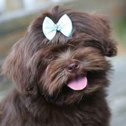French Bulldog and Russian Tsvetnaya Bolonka Puppies from Must Be Frenchies & Crown Of Curls