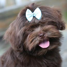 French Bulldog and Russian Tsvetnaya Bolonka Puppies from Must Be Frenchies & Crown Of Curls