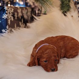 Goldendoodle Puppies from Redhead Doodle Co