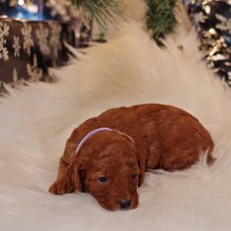 Goldendoodle Puppies from Redhead Doodle Co