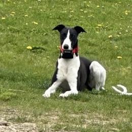 Layla - Whippet