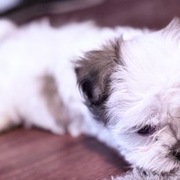 Shih Tzus and Shorkies from Shorkie Land