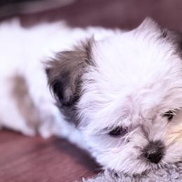 Shih Tzus and Shorkies from Shorkie Land