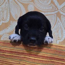 Cookies and Cream - Piebald male Dachshund puppy in Cowen, West Virginia from Bennett Babies