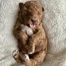 Teddy - Apricot male Goldendoodle puppy in New Britain, Connecticut from Goldendoodles Yorkiepoo Stars CT