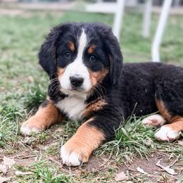 Marnie GUARDIAN HOME ONLY for zip code 49435 - Black rust and white female Bernese Mountain Dog puppy in Marne, Michigan from MI Doodles