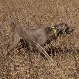 Paige - Weimaraner