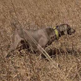 Paige - Weimaraner