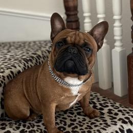 Rogan - French Bulldog