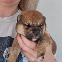 Ren - Red female Shiba Inu puppy in Marianna, Florida from Diwasou