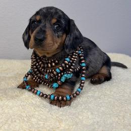 Dachshund Puppies from Shepherds Run Miniature Dachshunds