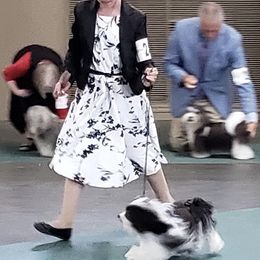 Havanese Puppies from SunWyst Havanese