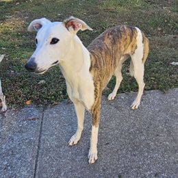 Simon - Red brindle male Whippet puppy in Lenoir City, Tennessee from Equiss Whippets