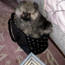 Pomeranian Puppies from Bougie Pomz
