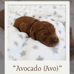 Boy 2 - Australian Labradoodle puppy in Chelsea, Michigan from Michigan Labradoodles