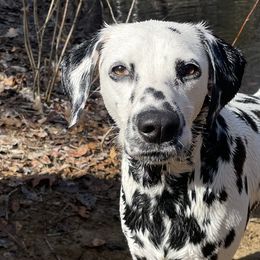 Dalmatians from Dalmatian puppies