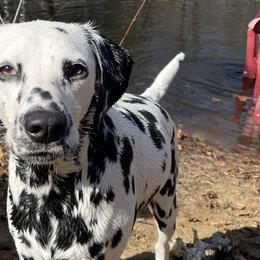 Dalmatians from Dalmatian puppies