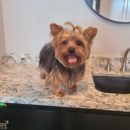 Sassy - Yorkshire Terrier