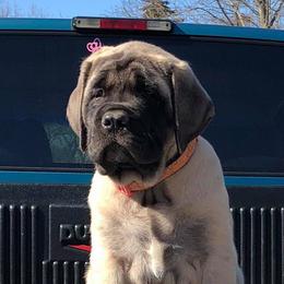 Mastiffs from Kharisma Mastiffs