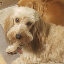 Haggis - Dachshund