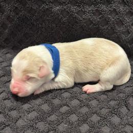 Blue Collar - Gold merle male Border Collie puppy in Gadsden, Alabama from Collie Wood Hills