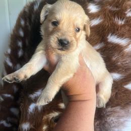 Orange collar - Golden female Golden Retriever puppy in Jesup, Georgia from Painted Platinum Retrievers (Painted Platinum Kennel) PPK