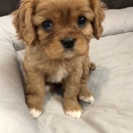 Cavalier King Charles Spaniel Puppies from Creekside Cavaliers