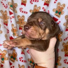 Snoopy - Chocolate male Great Dane puppy in Spartanburg, South Carolina from Pawlmetto Danes