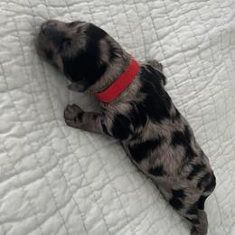 Ace - Merle male Sheepadoodle puppy in Buford, Georgia from Guppy Puppies