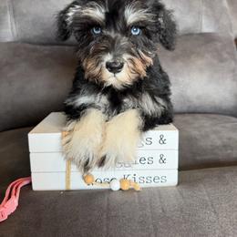 Girl 3 - Black and silver female Miniature Schnauzer puppy in Stuart, Iowa from Johnson Family Paws