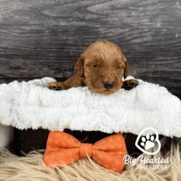 Fishstick - Sable male Goldendoodle puppy in Utah County, Utah from Big Hearted Breeders