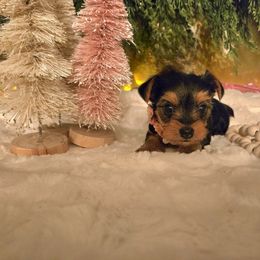 Girl - Black and tan female Yorkshire Terrier puppy in Wellington, Colorado from Northern Colorado Yorkies