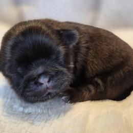 Girl 3 - Liver female Shih Tzu puppy in El Paso, Texas from Paws Of Beauty