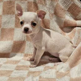 Nutmeg - Cream and white female Chihuahua puppy in Joliet, Illinois from Chihuahua and frenchie favs