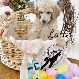 Poodle Puppies from Agape Standard Poodles