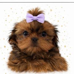 Jolene - Red female Shih Tzu puppy in Covington, Georgia from Top Hats 2  Shih Tzu’s