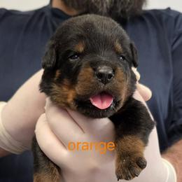 Boy 4 - Black and tan male Rottweiler puppy in Stanton, Kentucky from Vom Hause Alistair