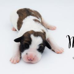 Bernedoodle, Saint Berdoodle, and Sheepadoodle Puppies from Yankee Doodle Puppies