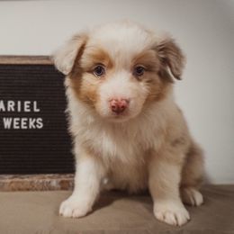 Australian Shepherd Puppies from Kelly Krew Aussies
