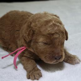Puppy 2 - Brown and white female Bernedoodle puppy in Westminster, South Carolina from Goldendoodlepuppiessc